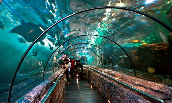 Tempat Wisata Aquarium Di Jakarta